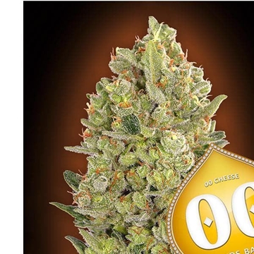 00 Cheese 3 ud. - Imagen 1