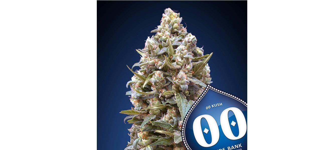 00 Kush 25 ud. - Imagen 1