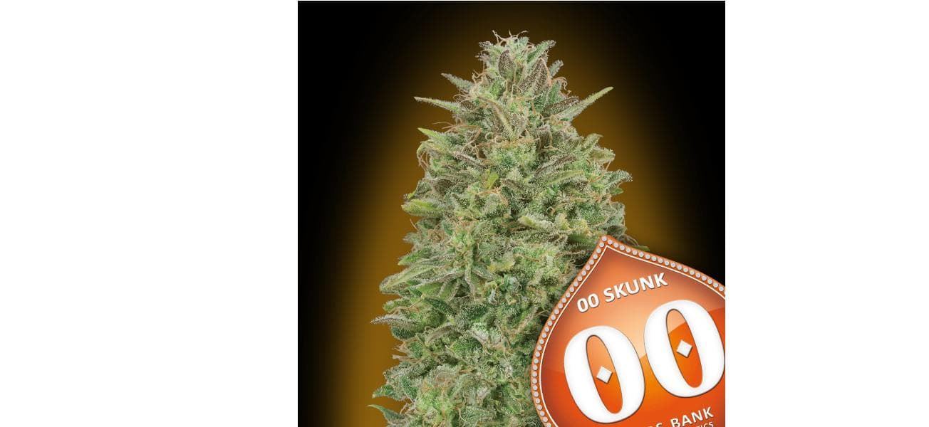 00 Skunk 25 ud. - Imagen 1