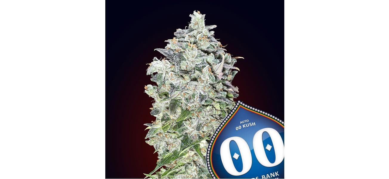 Auto 00 Kush 25 ud. - Imagen 1