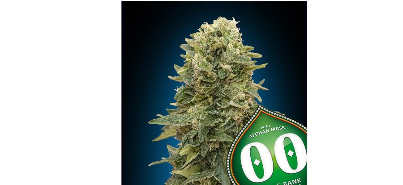 Auto Afghan Mass 25 ud. - Imagen 1