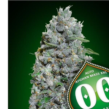 Auto Afghan Mass XXL 5 ud. - Imagen 1