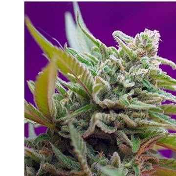 Auto Black Jack 3+1 - Imagen 1