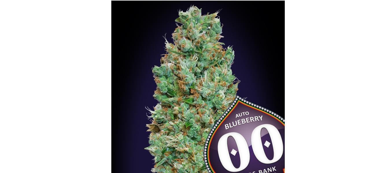 Auto Blueberry 25 ud. - Imagen 1