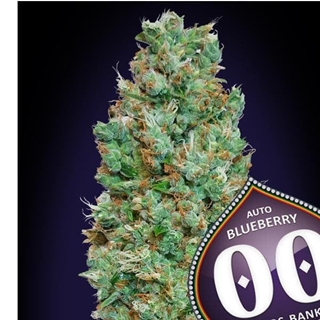 Auto Blueberry 5 ud. - Imagen 1