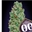 Auto Blueberry 5 ud. - Imagen 1