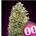 Auto Bubble Gum 25 ud. - Imagen 1