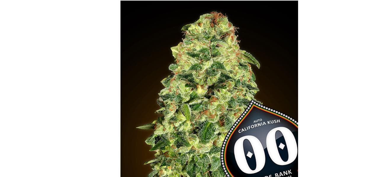 Auto California Kush 5 ud. - Imagen 1