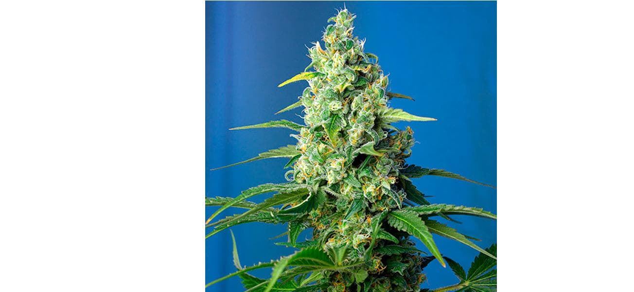 Auto CBD Honey Peach 3+1 - Imagen 1