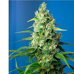 Auto CBD Honey Peach 5+2 - Imagen 1