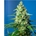 Auto CBD Honey Peach 5+2 - Imagen 1