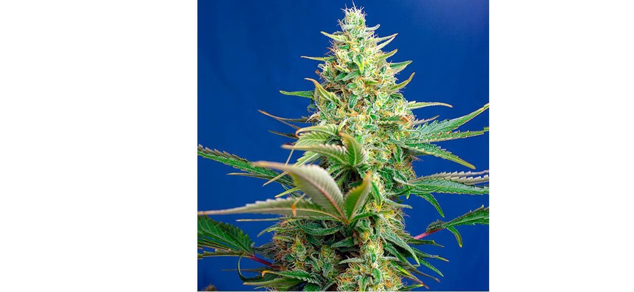 Auto CBD Sweet Pure 3+1 - Imagen 1