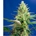 Auto CBD Sweet Pure 3+1 - Imagen 1