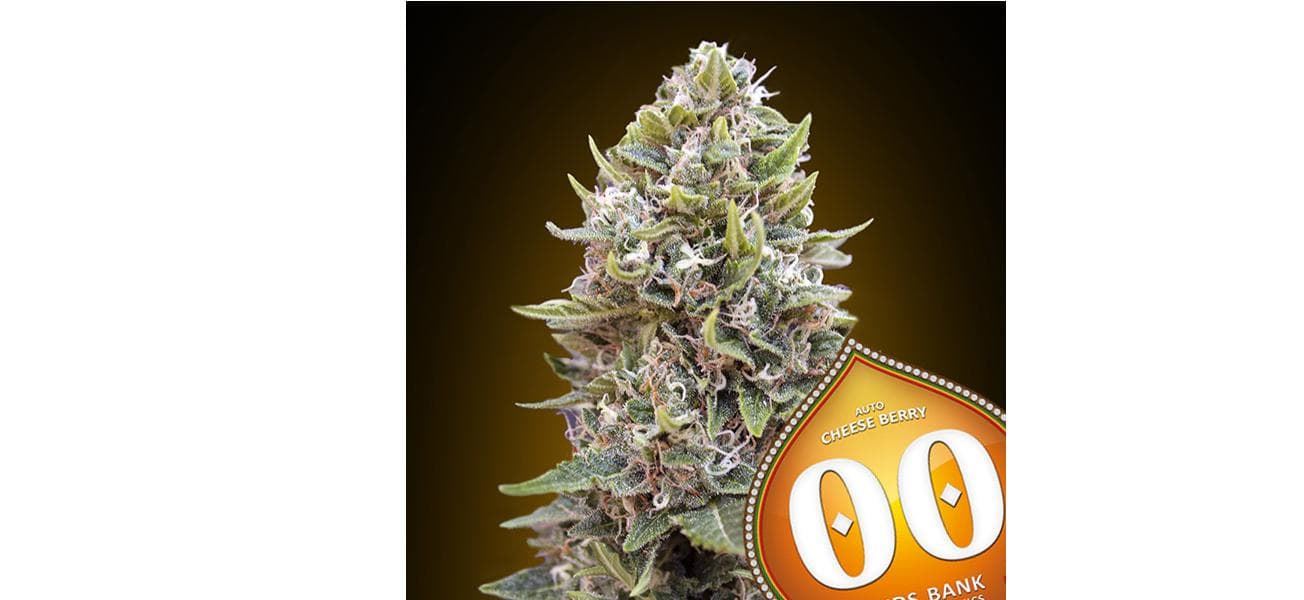 Auto Cheese Berry 25 ud. - Imagen 1