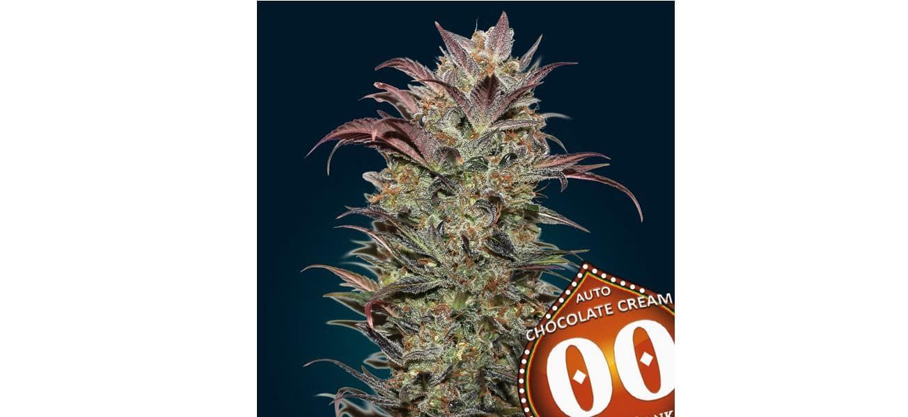 Auto Chocolate Cream 25 ud. - Imagen 1