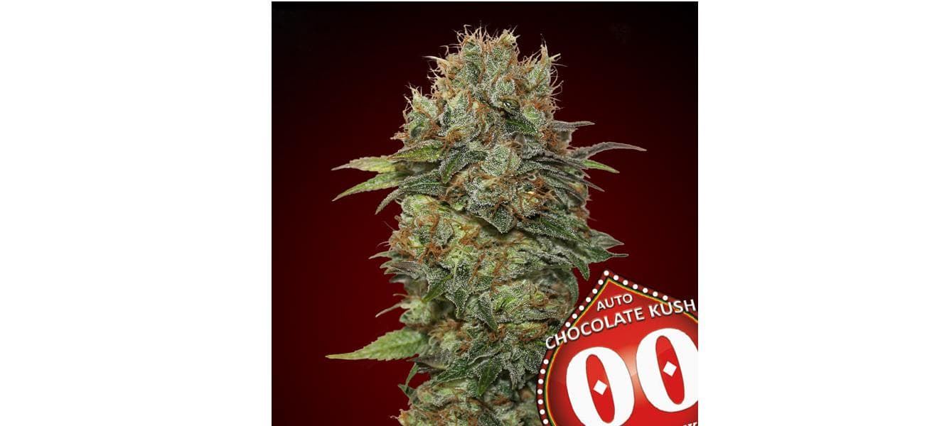 Auto Chocolate Kush 25 ud. - Imagen 1