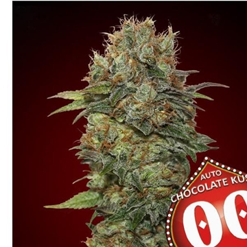 Auto Chocolate Kush 5 ud. - Imagen 1