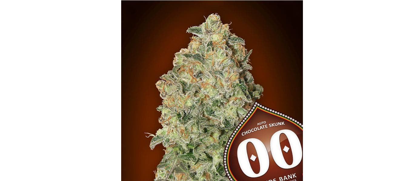 Auto Chocolate Skunk 3 ud. - Imagen 1