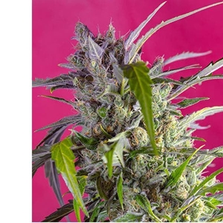 Auto Crystal Candy 5+2 - Imagen 1