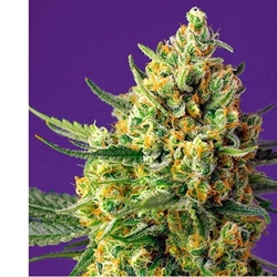 Auto Crystal Candy XL 5+2 - Imagen 1