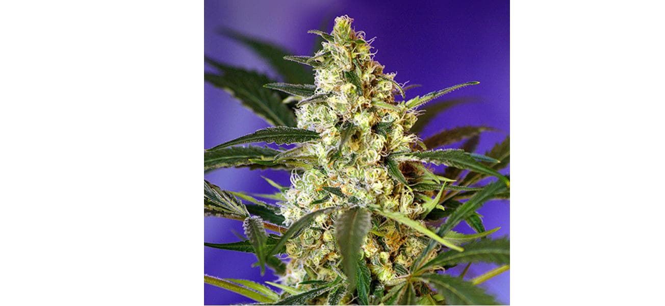 Auto Fast Bud #2 3+1 - Imagen 1