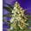 Auto Fast Bud #2 3+1 - Imagen 1