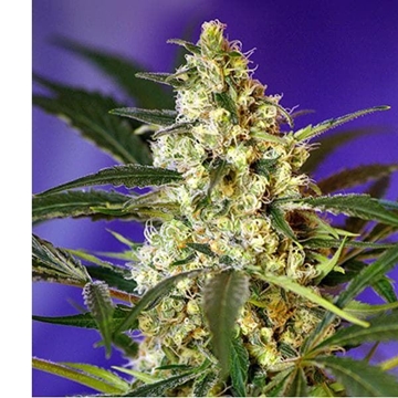 Auto Fast Bud 3+1 - Imagen 1