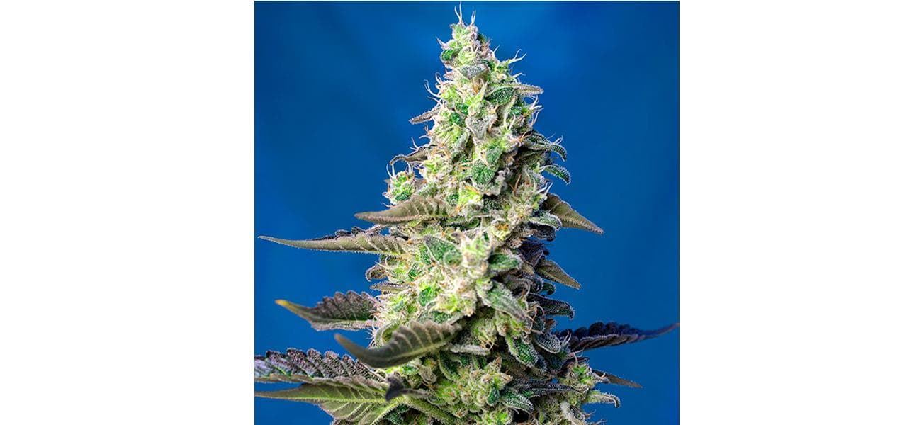 Auto Green Poison XL 25 - Imagen 1