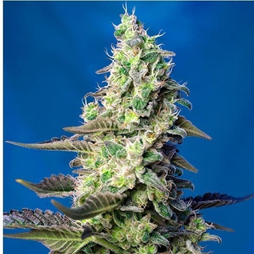 Auto Green Poison XL 25 - Imagen 1