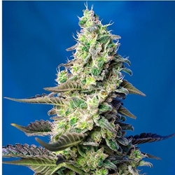 Auto Green Poison XL 5+2 - Imagen 1