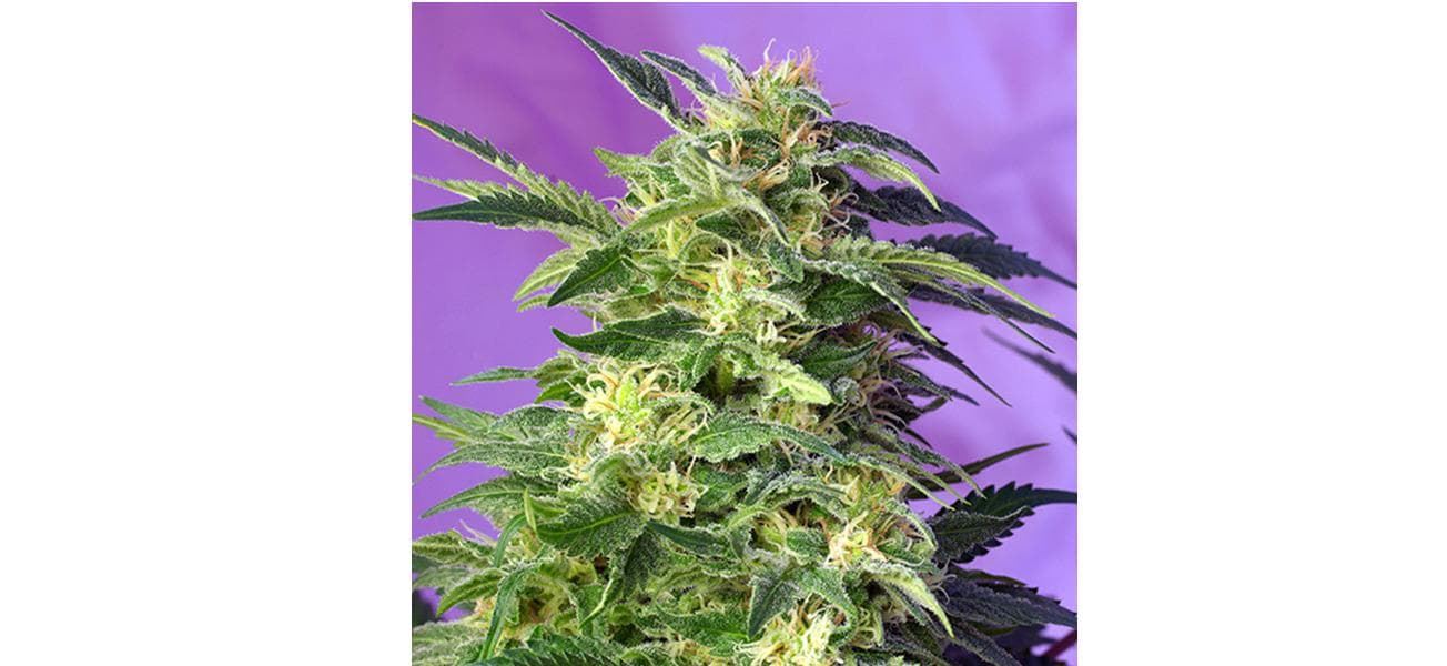 Auto Killer Kush 3+1 - Imagen 1