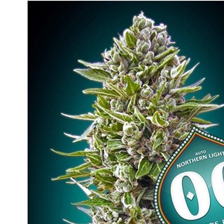 Auto Northen Lights 3 ud. - Imagen 1