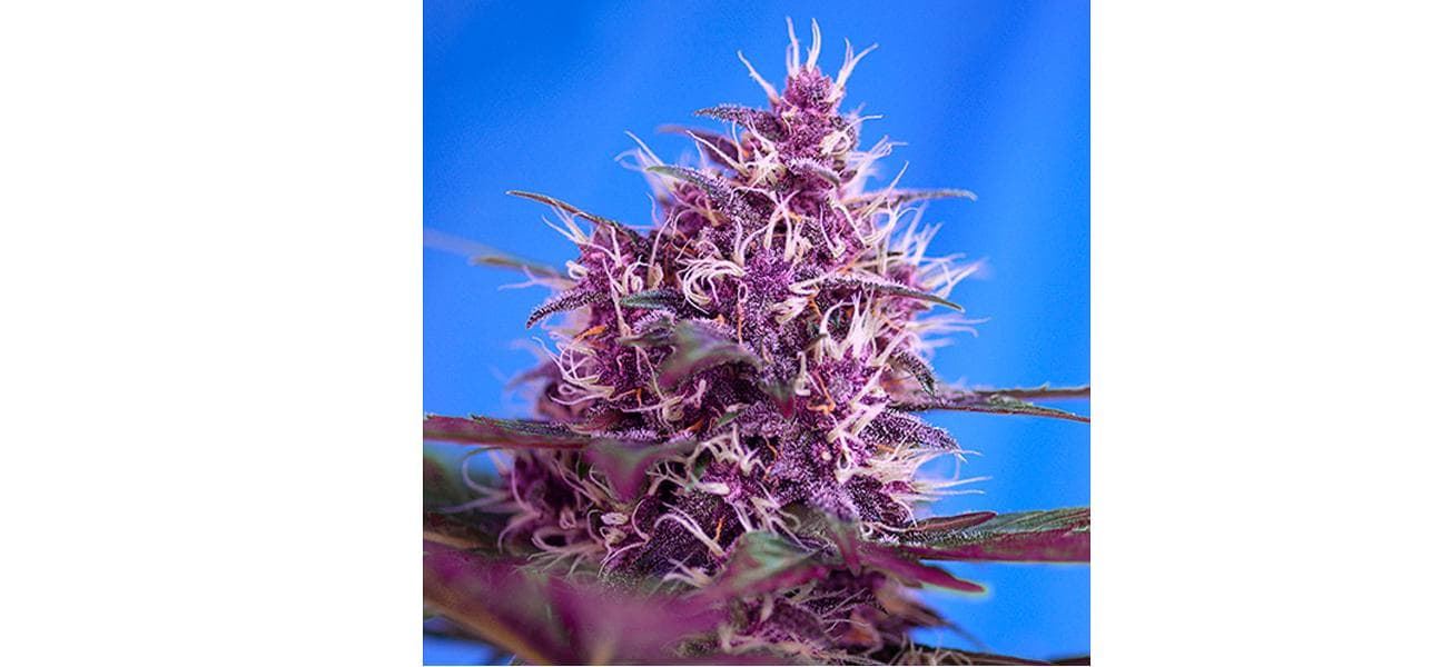 Auto Red Poison 25 - Imagen 1