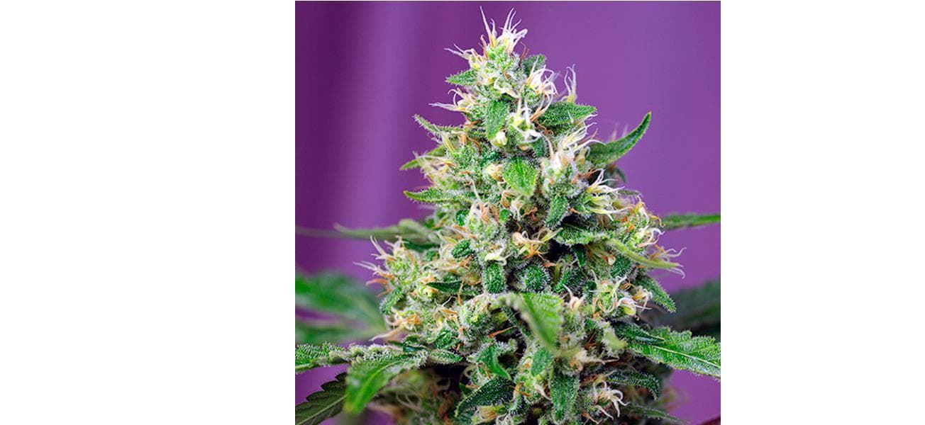 Auto Sweet Amnesia Haze XL 3+1 - Imagen 1