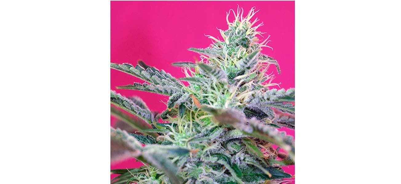 Auto Sweet Cheese 25 - Imagen 1