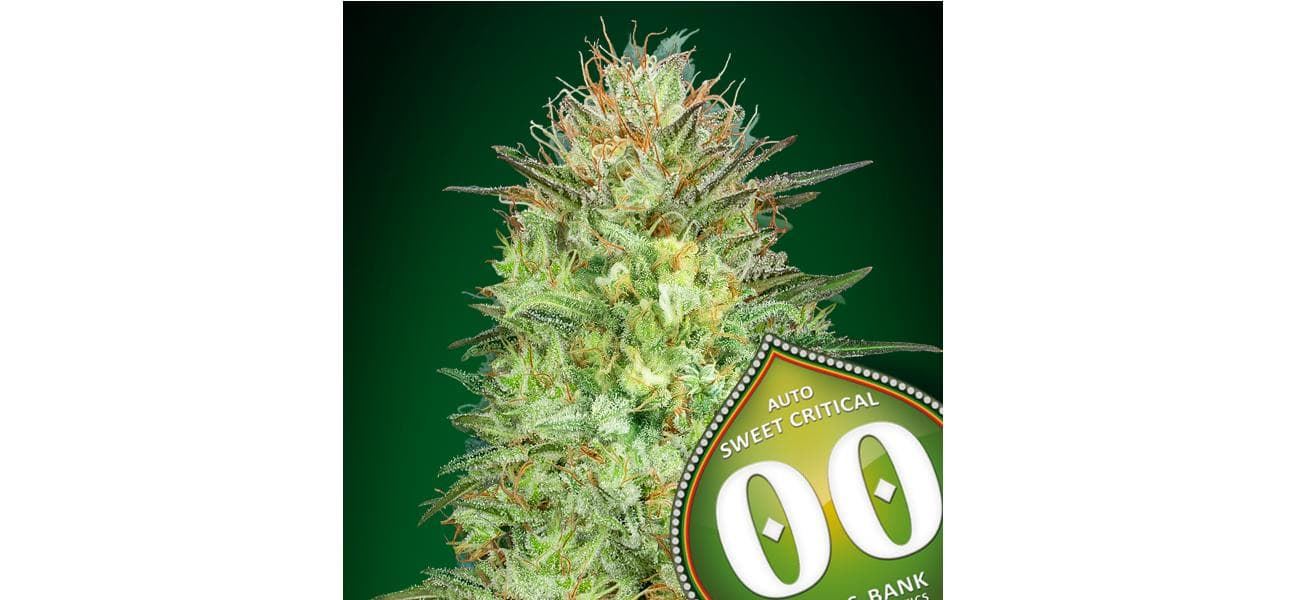 Auto Sweet Critical 25 ud. - Imagen 1