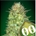 Auto Sweet Critical 25 ud. - Imagen 1