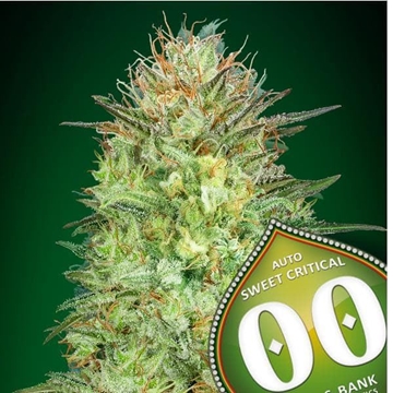 Auto Sweet Critical 3 ud. - Imagen 1