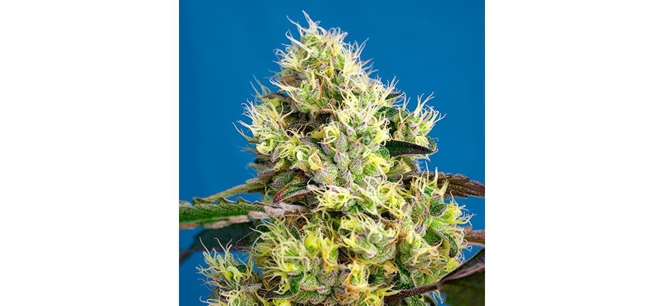 Auto Sweet Gelato 3+1 - Imagen 1