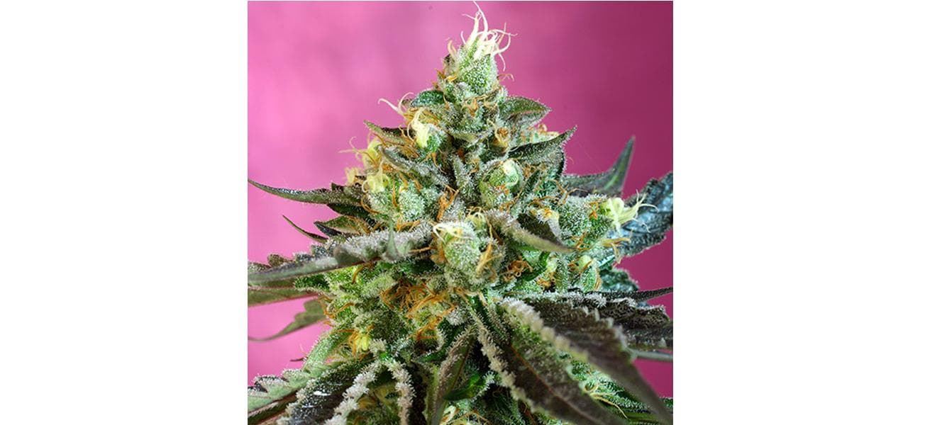 Auto Sweet Nurse CBD 3+1 - Imagen 1