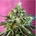 Auto Sweet Nurse CBD 3+1 - Imagen 1