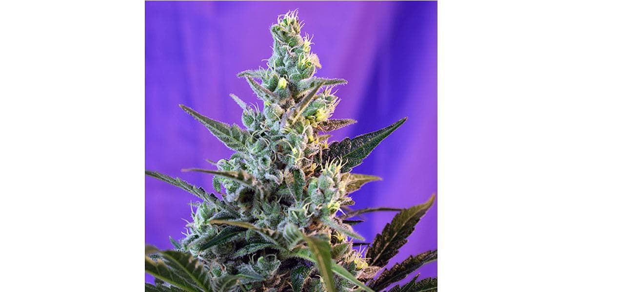 Auto Sweet Skunk 25 - Imagen 1