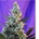 Auto Sweet Skunk 5+2 - Imagen 1