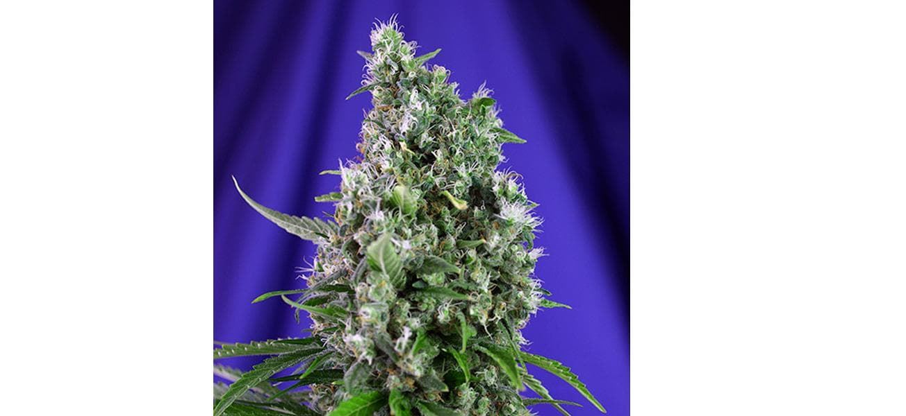 Auto Sweet Trainwreck 5+2 - Imagen 1