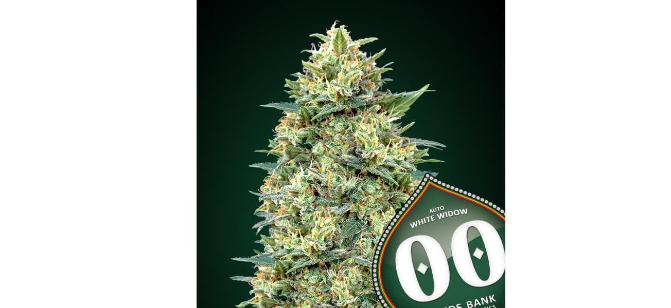 Auto White Widow 3 ud. - Imagen 1