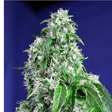 Big Devil F1 Fast Version 5+2 - Imagen 1