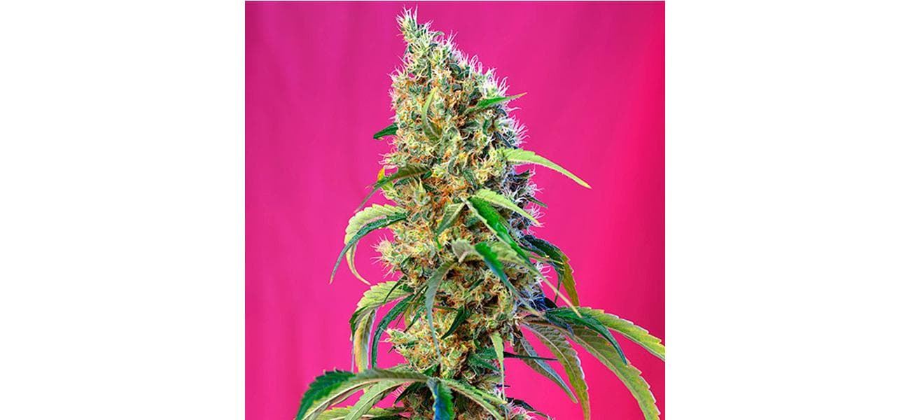 Black Jack CBD 3+1 - Imagen 1