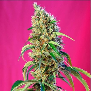 Black Jack CBD 3+1 - Imagen 1