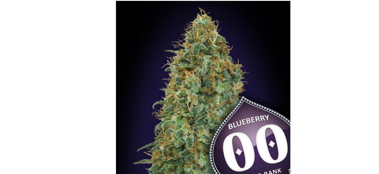 Blueberry 25 ud. - Imagen 1