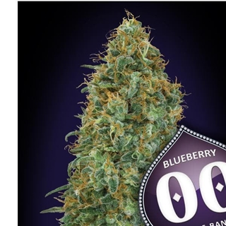 Blueberry 5 ud. - Imagen 1